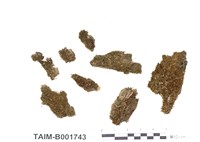 藏品(拳葉蘚)的圖片